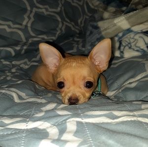 Meet your Posher, Caitlin